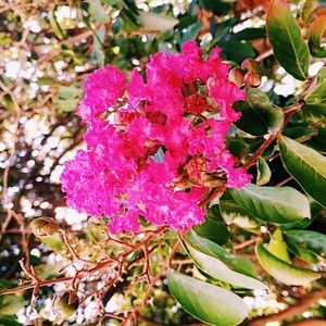 Meet your Posher, Stella